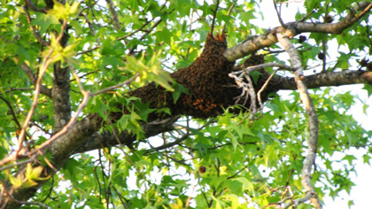 Swarm resting high in a tree