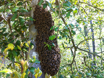 Swarm resting on a tree trunk