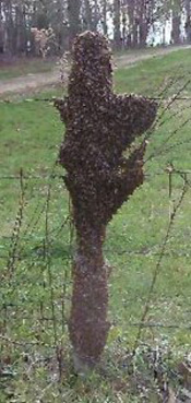 Swarm resting on fence