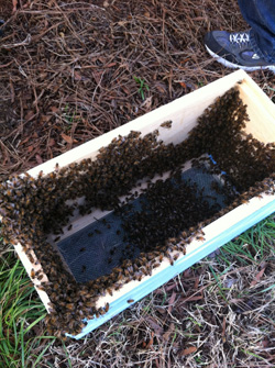 Swarm in the nuc