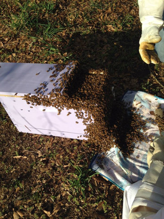Filling up the hive
