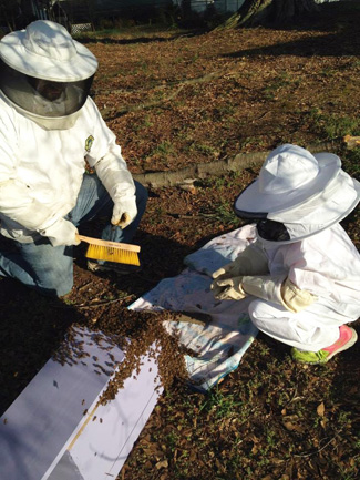 Child helping to introduce the swarm to the hive