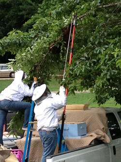 Removing swarm from tree