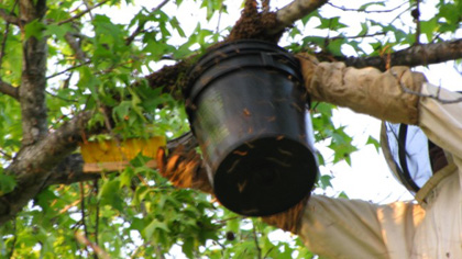 Brushing the swarm into a bucket