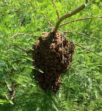 Swarm resting in tree